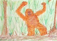 Marcel Pool, Age 41, Orangutan